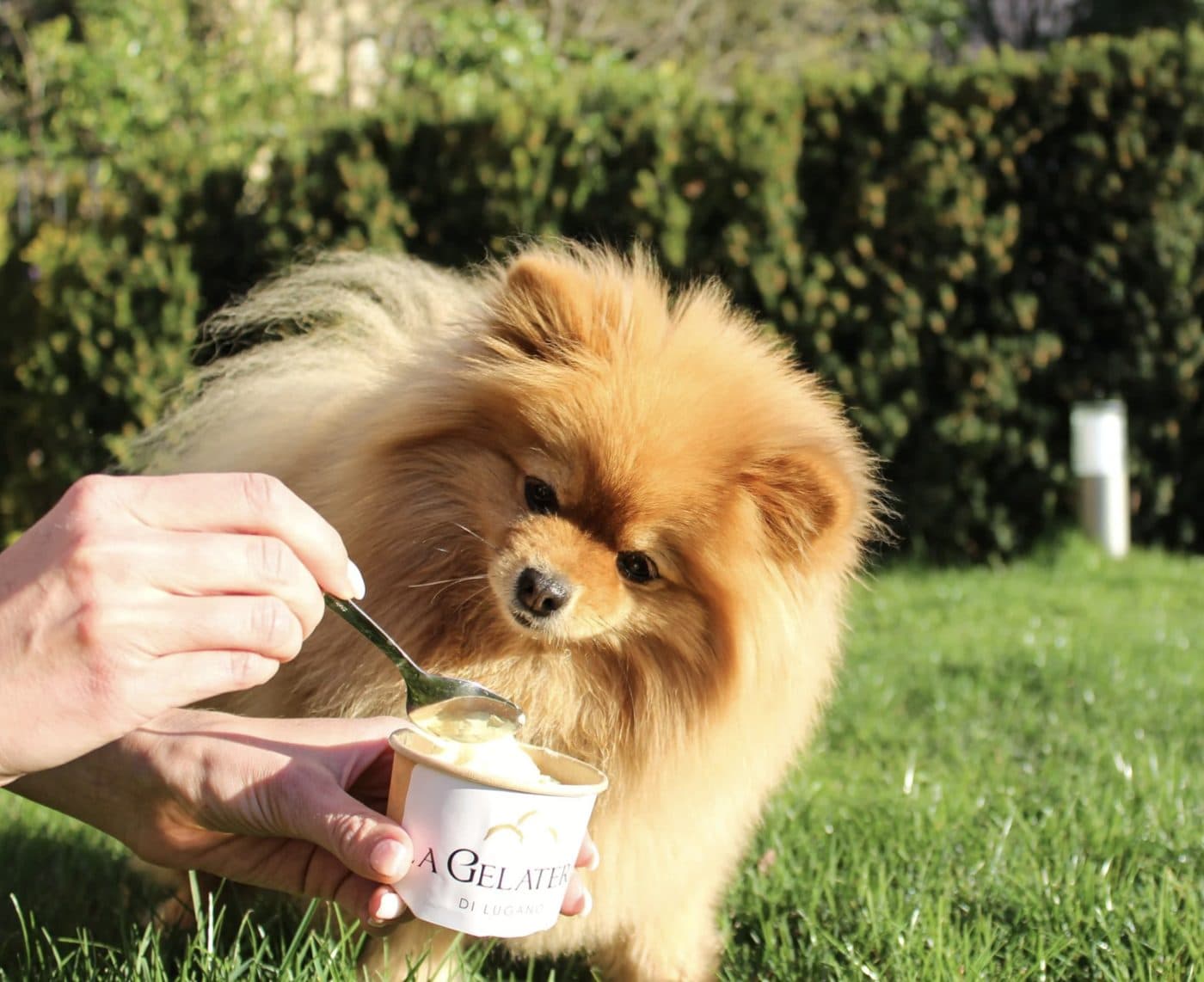 Cane che mangia Ice Dog, il gelato per cani della Gelateria di Lugano